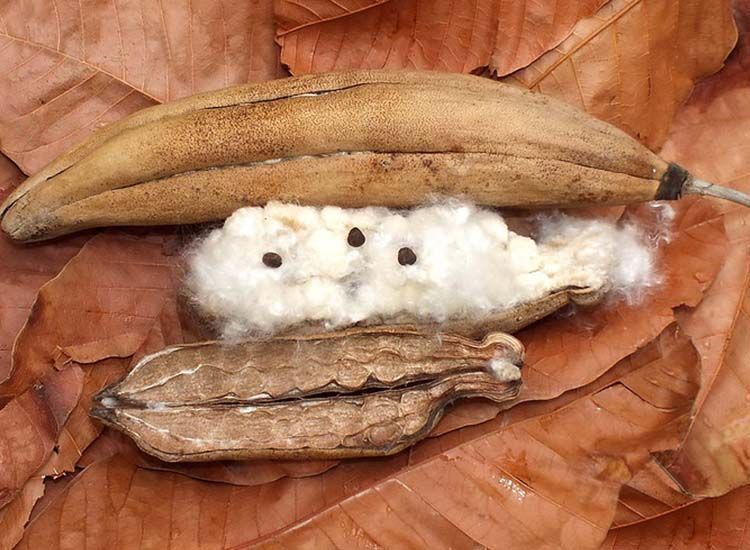 fruto miraguano
