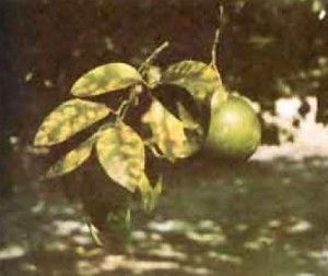 mo en pomelo Abonado de frutales