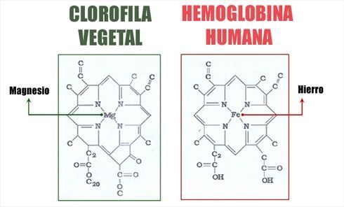 El magnesio en la molécula de clorofila
