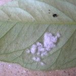 mosca blanca plagas y enfermedades de los cítricos