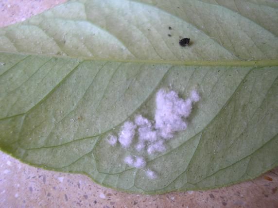 Mosca blanca