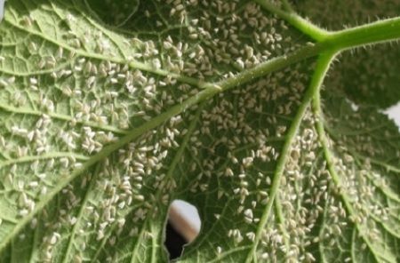 mosca blanca plagas de la lechuga
