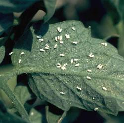 mosca blanca Plagas y enfermedades del brócoli