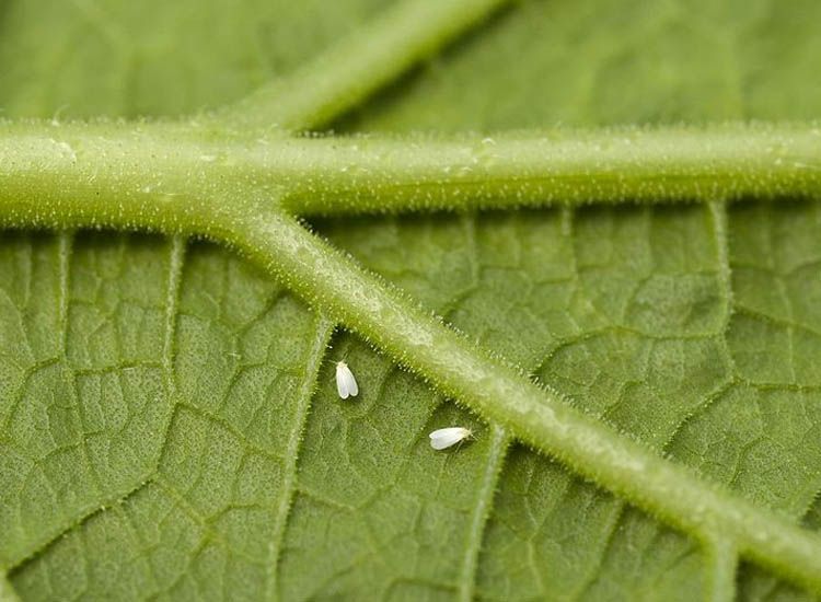 mosca blanca