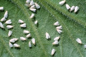 mosca blanca plagas del huerto mosca blanca sobre huerto ecológico