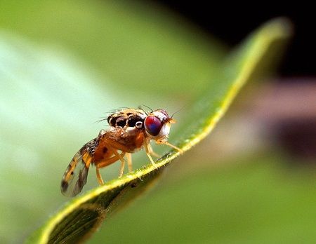 Mosca de la fruta
