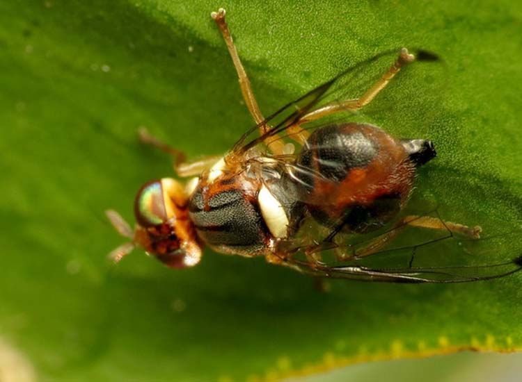 dimetoato mosca del olivo