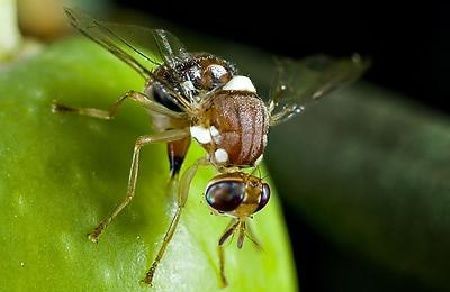 mosca del olivo mosca del olivo. Plagas y enfermedades del olivo