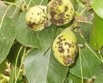 moteado del peral enfermedades del peral