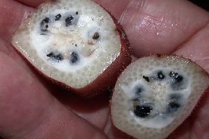 musa velutina musa velutina. Semillas
