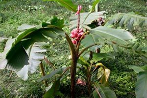 musa velutina musa velutina en el jardín