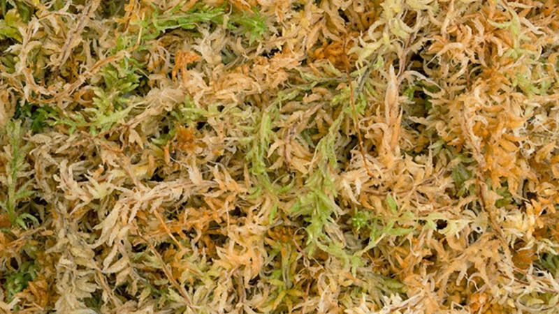 Musgo de Sphagnum