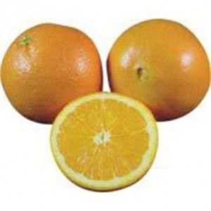 naranja grupo blanca variedades de cítricos
