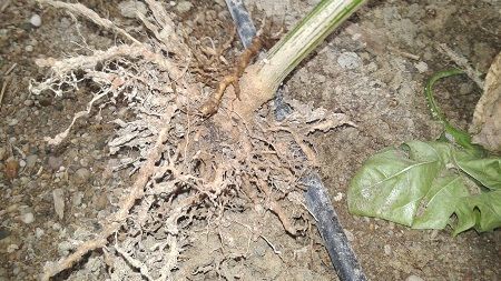 Nematodos en raíces de tomate