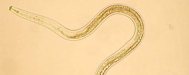 nematodos