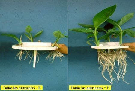 niveles de fósforo en la planta