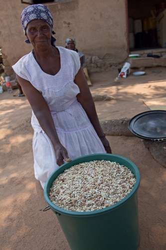 Semillas de marula