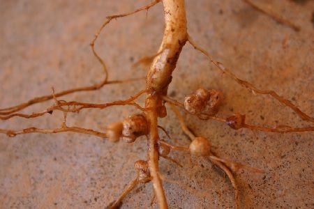 nódulos de bacterias fijadoras de nitrógeno