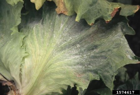 oidio sobre lechuga