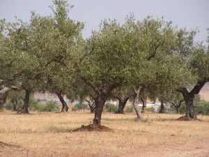 olivar variedades de olivo y almendro