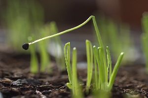 Cebolla germinada El huerto en enero. Cebolla germinada