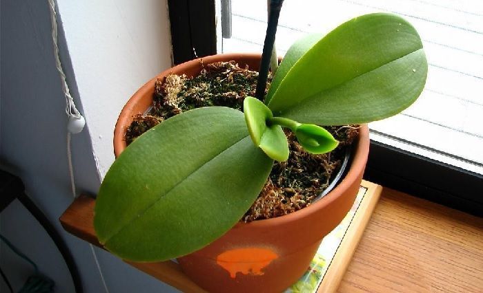 orquidea sin flor