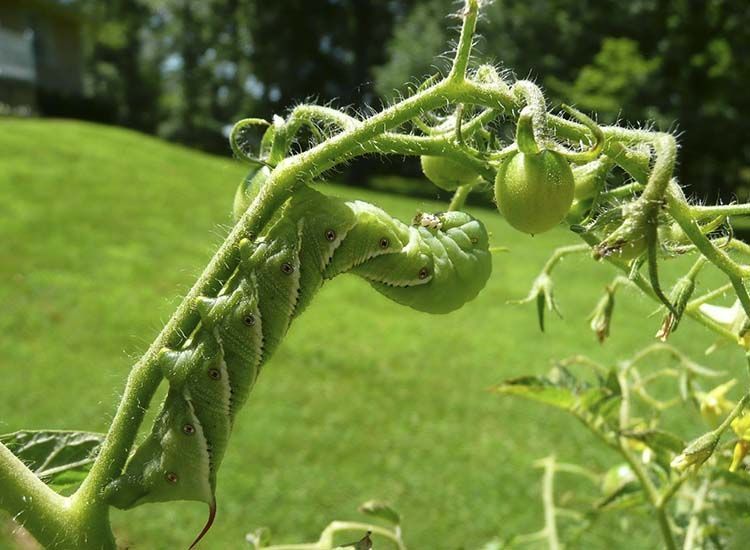 gusano cornudo tomate