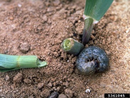 Orugas alimentándose de una planta