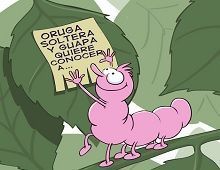 orugas en las plantas