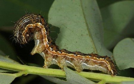 orugas helicoverpa armigera