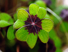 Inflorescencias de Oxalis deppei