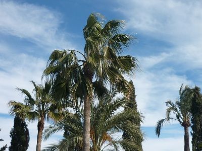 palmeras palmeras