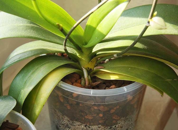 phalaenopsis orquídeas parte vegetativa y raíces