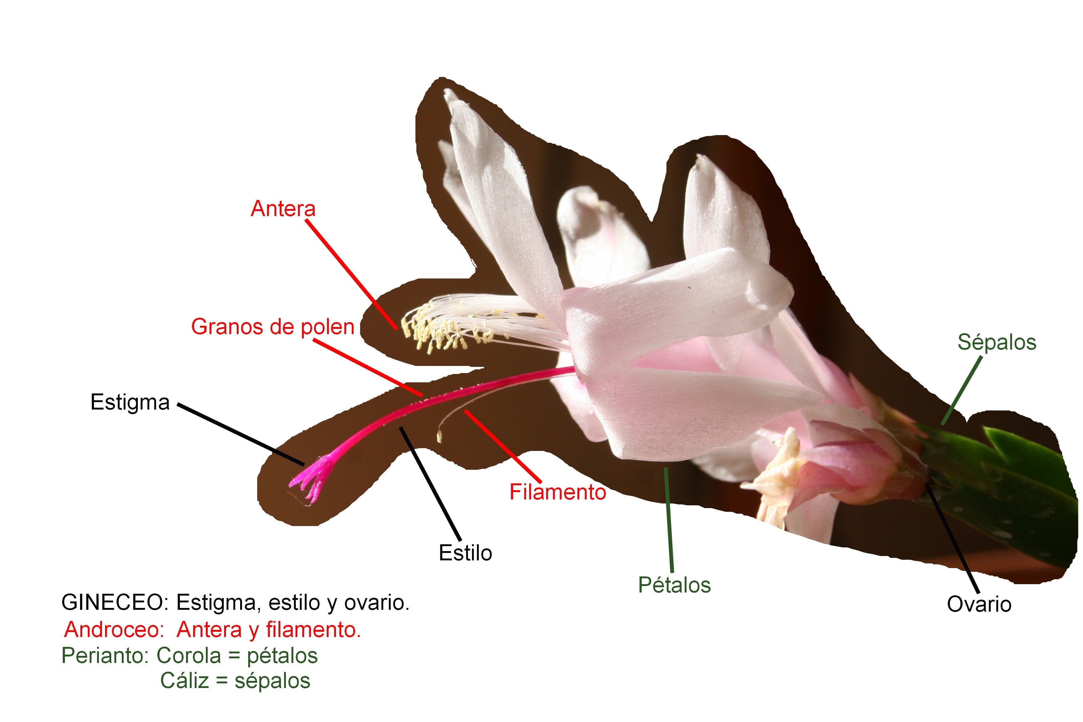 partes flor polinización