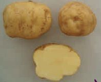 patatas variedad buena moza variedades de patatas