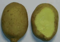 patatas variedad álava variedades de patatas