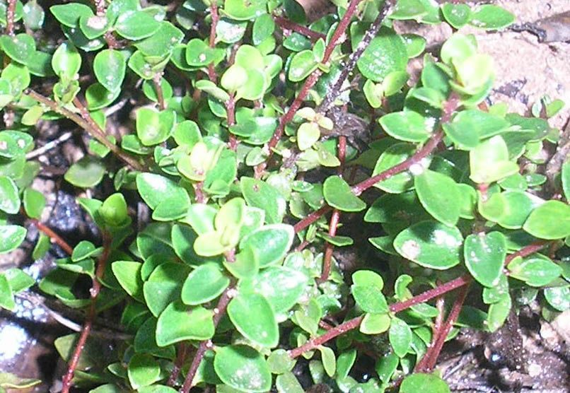 detalle de la hoja de pebrella