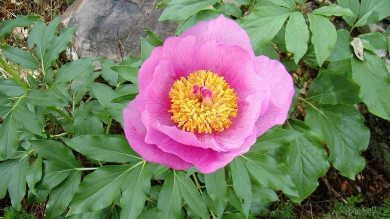 Rosa de Alejandría flor
