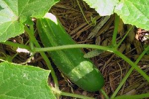 Pepino Cultivo del pepino en el huerto