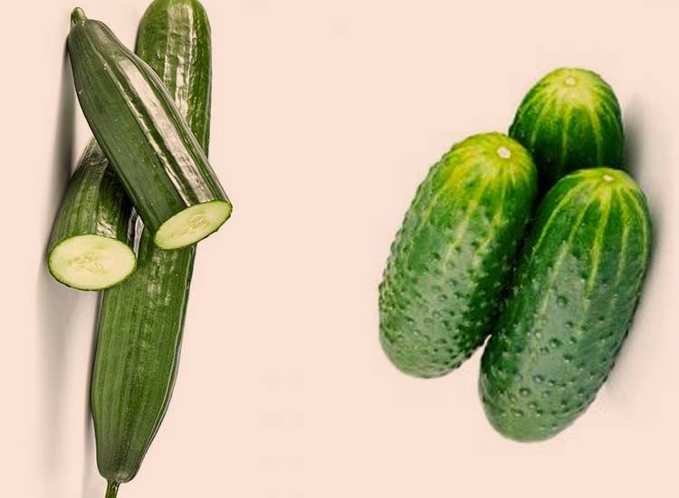 pepino holandés vs español