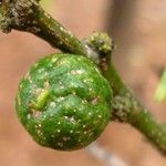 piojo rojo de california plagas y enfermedades de los cítricos