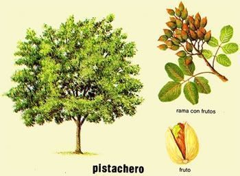 pistachero pistachero. Cultivo del pistacho