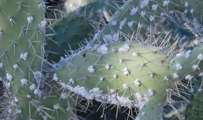 plagas de los cactus cochinillas