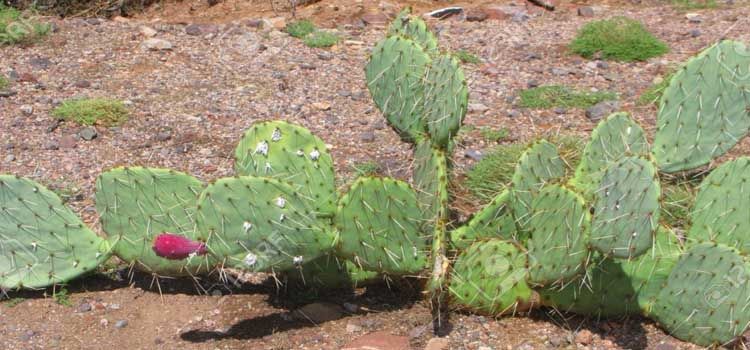 cochinillas y otras plagas de los cactus