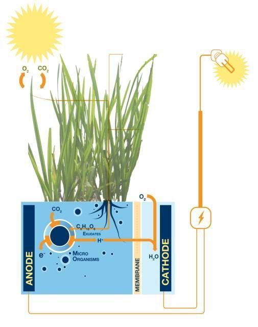 plant-e energía renovable