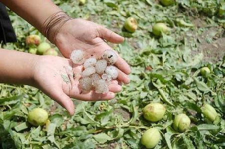planta con granizo y aminoacidos