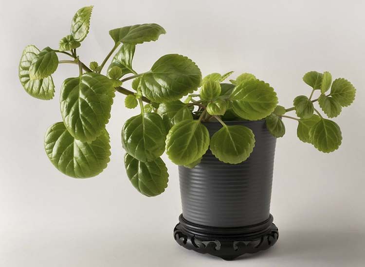 planta del dinero