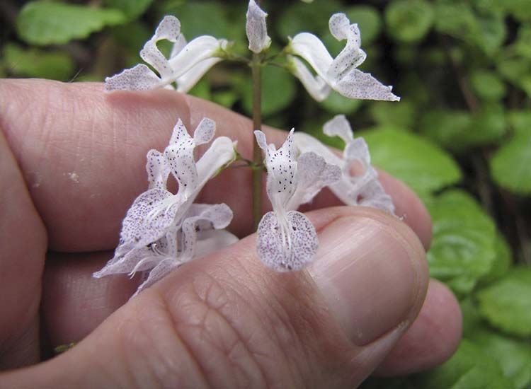flores de la planta del dinero