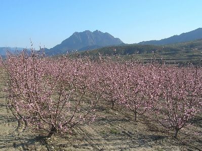 plantación de melocotoneros plantación de melocotoneros