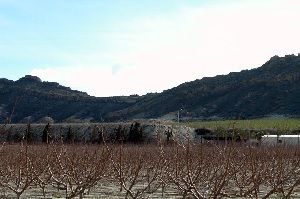 plantación de melocotoneros plantación de melocotoneros